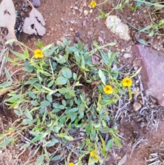 Zornia dyctiocarpa var. dyctiocarpa (Zornia) at Black Flat at Corrowong - 17 Dec 2018 by BlackFlat