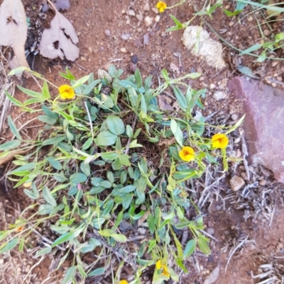 Zornia dyctiocarpa var. dyctiocarpa (Zornia) at Corrowong, NSW - 18 Dec 2018 by BlackFlat