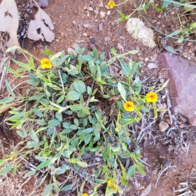 Zornia dyctiocarpa var. dyctiocarpa (Zornia) at Black Flat at Corrowong - 17 Dec 2018 by BlackFlat