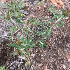 Hypochaeris radicata (Cat's Ear, Flatweed) at Corrowong, NSW - 15 Nov 2018 by BlackFlat