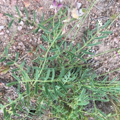 Swainsona monticola (Notched Swainson-Pea) at Black Flat at Corrowong - 5 Nov 2020 by BlackFlat