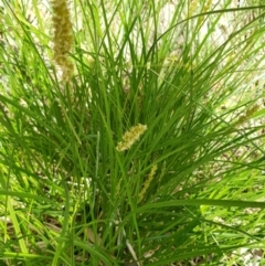 Lomandra longifolia (Spiny-headed Mat-rush, Honey Reed) at Corrowong, NSW - 26 Nov 2018 by BlackFlat