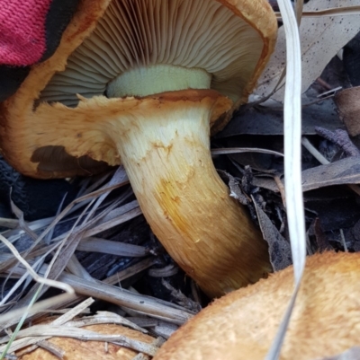 Gymnopilus junonius (Spectacular Rustgill) at Corrowong, NSW - 27 Nov 2018 by BlackFlat