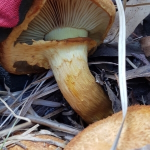 Gymnopilus junonius at Corrowong, NSW - 27 Nov 2018