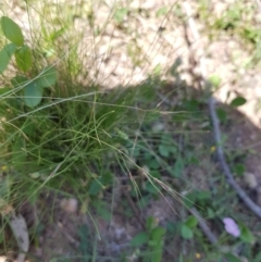 Nassella trichotoma (Serrated Tussock) at Tombong, NSW - 2 Jan 2019 by BlackFlat