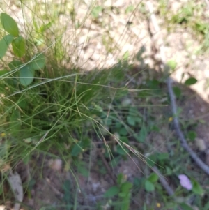 Nassella trichotoma at Tombong, NSW - 2 Jan 2019