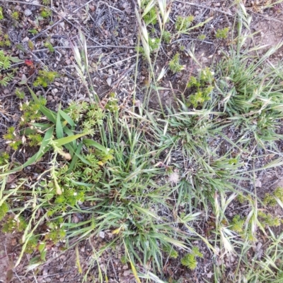 Rytidosperma sp. (Wallaby Grass) at Corrowong, NSW - 12 Nov 2018 by BlackFlat