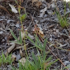 Grona varians (Slender Tick-Trefoil) at Corrowong, NSW - 21 Nov 2018 by BlackFlat