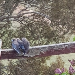 Artamus cyanopterus cyanopterus (Dusky Woodswallow) at Corrowong, NSW - 13 Oct 2018 by BlackFlat