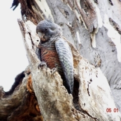 Callocephalon fimbriatum (Gang-gang Cockatoo) at Hughes, ACT - 5 Jan 2019 by TomT