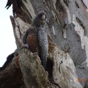 Callocephalon fimbriatum at Hughes, ACT - suppressed