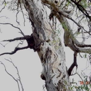 Callocephalon fimbriatum at Hughes, ACT - suppressed