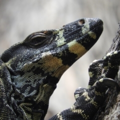 Varanus varius (Lace Monitor) at Termeil, NSW - 3 Jan 2019 by MatthewFrawley