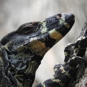 Varanus varius at Termeil, NSW - suppressed