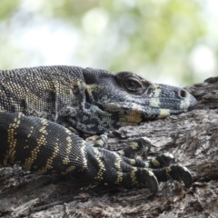 Varanus varius at Termeil, NSW - 3 Jan 2019