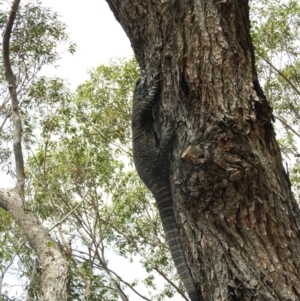 Varanus varius at Termeil, NSW - suppressed