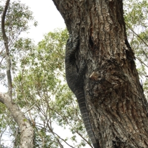 Varanus varius at Termeil, NSW - 3 Jan 2019