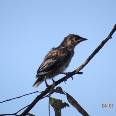 Anthochaera carunculata (Red Wattlebird) at GG38 - 4 Jan 2019 by TomT