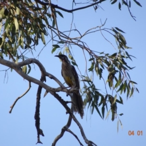 Anthochaera carunculata at Deakin, ACT - 4 Jan 2019 07:21 PM