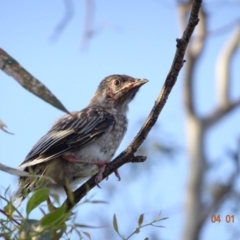 Anthochaera carunculata at Deakin, ACT - 4 Jan 2019