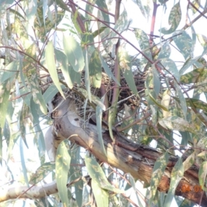 Anthochaera carunculata at Deakin, ACT - 4 Jan 2019 07:21 PM