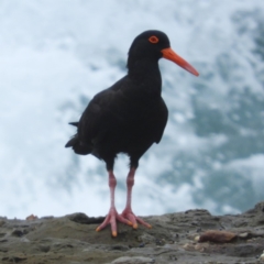 Haematopus fuliginosus (Sooty Oystercatcher) at Bawley Point, NSW - 3 Jan 2019 by MatthewFrawley