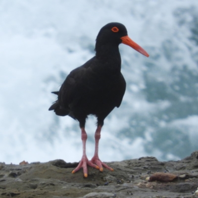 Haematopus fuliginosus (Sooty Oystercatcher) at Bawley Point, NSW - 3 Jan 2019 by MatthewFrawley