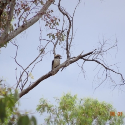 Dacelo novaeguineae (Laughing Kookaburra) at Red Hill to Yarralumla Creek - 5 Jan 2019 by TomT