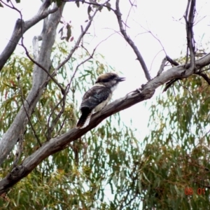 Dacelo novaeguineae at Hughes, ACT - 5 Jan 2019