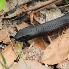 Pseudechis porphyriacus (Red-bellied Black Snake) at Meroo National Park - 2 Jan 2019 by MatthewFrawley