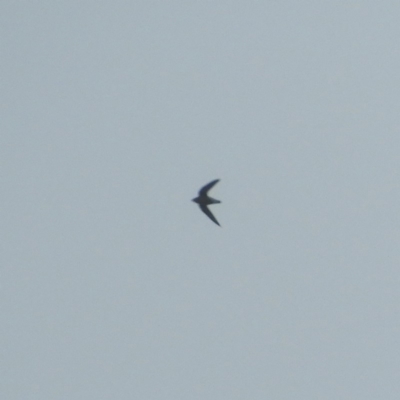 Hirundapus caudacutus (White-throated Needletail) at Bawley Point, NSW - 2 Jan 2019 by MatthewFrawley
