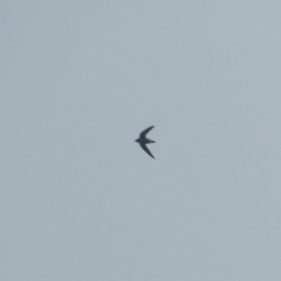 Hirundapus caudacutus (White-throated Needletail) at Meroo National Park - 2 Jan 2019 by MatthewFrawley