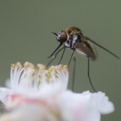 Geron sp. (genus) (Slender Bee Fly) at Namadgi National Park - 31 Dec 2018 by Harrisi