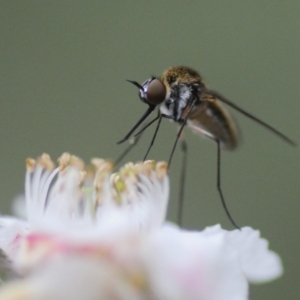 Geron sp. (genus) at Cotter River, ACT - 31 Dec 2018