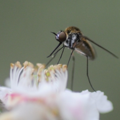 Geron sp. (genus) (Slender Bee Fly) at Cotter River, ACT - 31 Dec 2018 by Harrisi