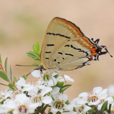 Jalmenus evagoras (Imperial Hairstreak) at Cotter River, ACT - 31 Dec 2018 by Harrisi