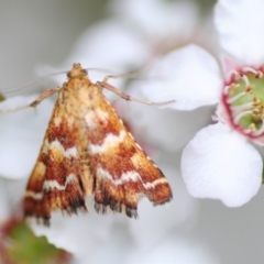 Oenogenes fugalis (A Pyralid moth) at Cotter River, ACT - 31 Dec 2018 by Harrisi