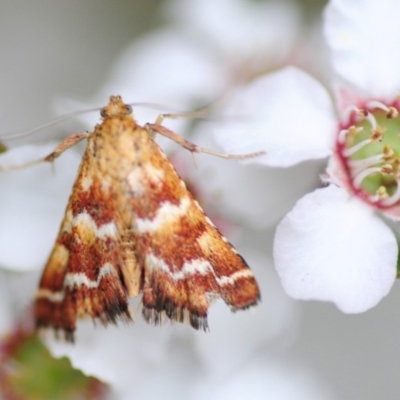 Oenogenes fugalis (A Pyralid moth) at Namadgi National Park - 31 Dec 2018 by Harrisi