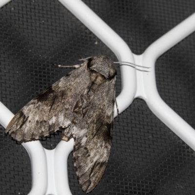 Psilogramma casuarinae (Privet Hawk Moth) at Higgins, ACT - 1 Jan 2019 by Alison Milton