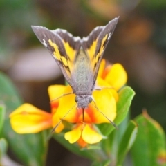 Unverified Skipper (Hesperiidae) at Bimberi Nature Reserve - 31 Dec 2018 by Harrisi