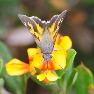 Unverified Skipper (Hesperiidae) at Bimberi Nature Reserve - 31 Dec 2018 by Harrisi