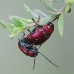 Aporocera (Aporocera) haematodes (A case bearing leaf beetle) at Cotter River, ACT - 31 Dec 2018 by Harrisi