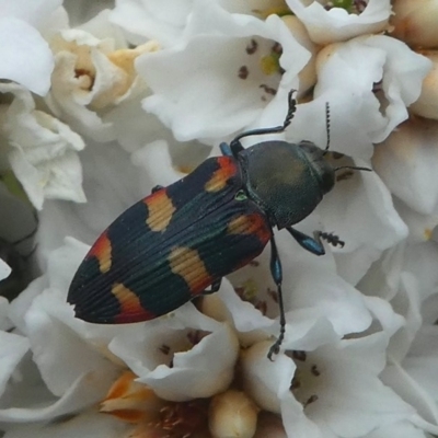 Castiarina sexplagiata (Jewel beetle) at Gibraltar Pines - 9 Dec 2018 by HarveyPerkins