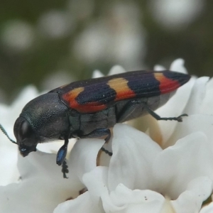 Castiarina sexplagiata at Paddys River, ACT - 9 Dec 2018