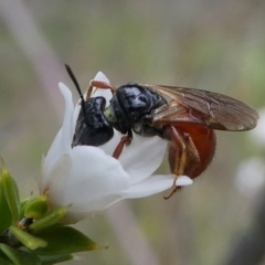 Exoneura sp. (genus) (A reed bee) at Gibraltar Pines - 9 Dec 2018 by HarveyPerkins
