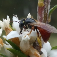 Exoneura sp. (genus) at Paddys River, ACT - 9 Dec 2018 01:32 PM