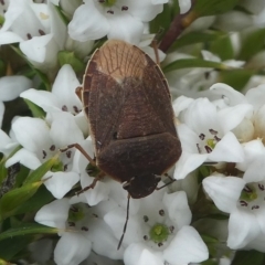 Dictyotus caenosus (Brown Shield Bug) at Paddys River, ACT - 9 Dec 2018 by HarveyPerkins