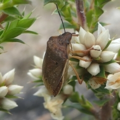 Dictyotus caenosus at Paddys River, ACT - 9 Dec 2018