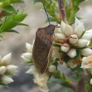 Dictyotus caenosus at Paddys River, ACT - 9 Dec 2018