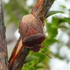 Dictyotus caenosus (Brown Shield Bug) at Gibraltar Pines - 9 Dec 2018 by HarveyPerkins